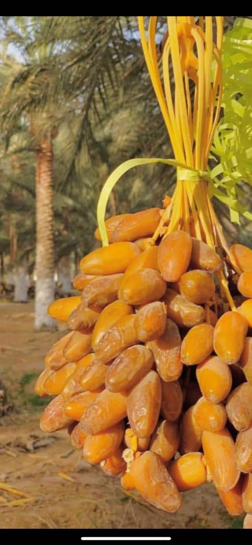 قیمت و خرید خرما دگلت نور + ارزان 2