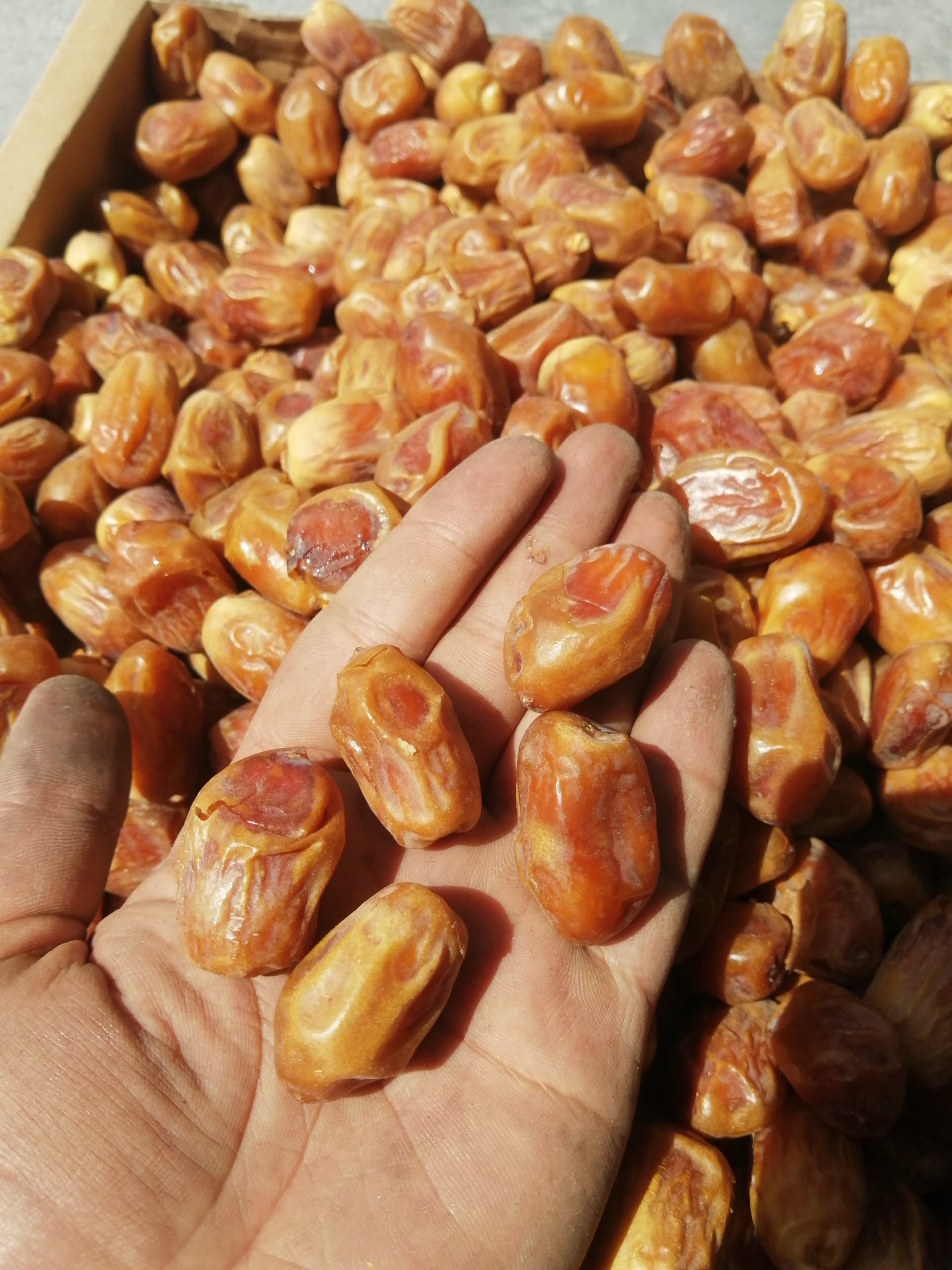 قیمت خرما نیمه خشک + فروش 3