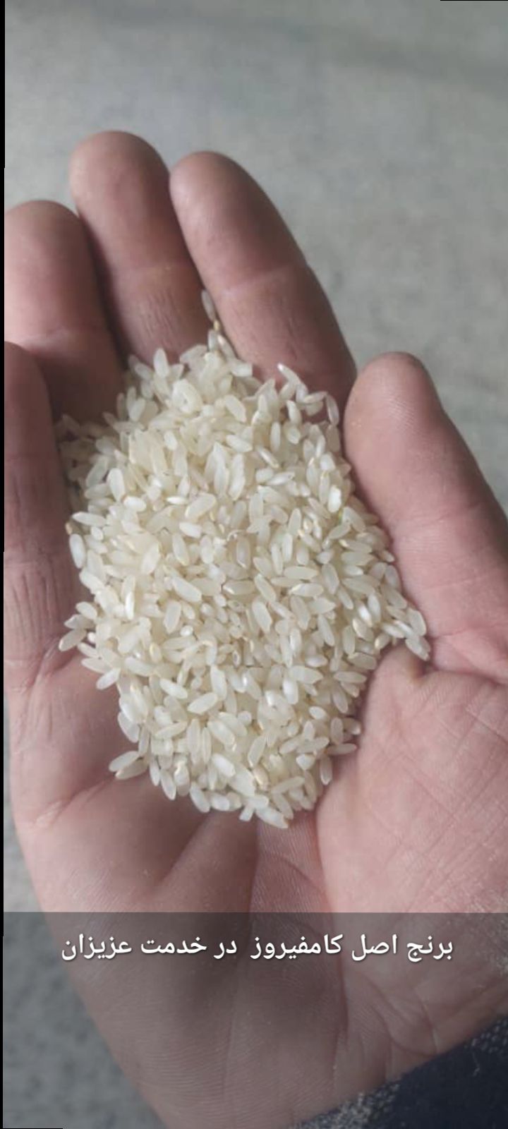 برنج کامفیروزی معطر چمپا + فارس. مرودشت
