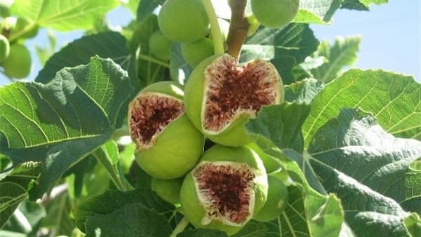 خرید و قیمت انجیر خشک آردی ارگانیک + فروش عمده 6