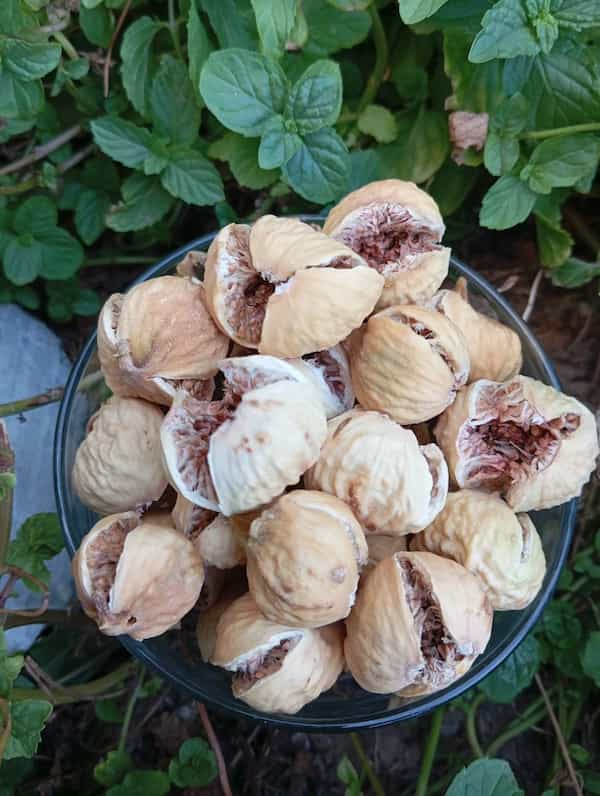 خرید و قیمت انجیر خشک آردی غنچه + فروش عمده