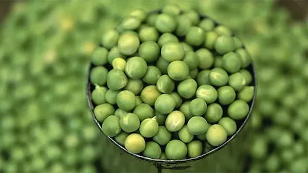 عرضه‌ و خرید کنسرو لوبیا سبز 6