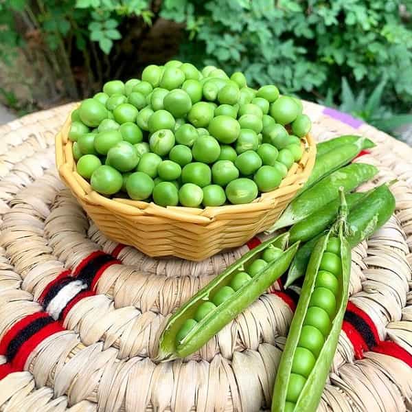 عرضه‌ و خرید کنسرو لوبیا سبز 3