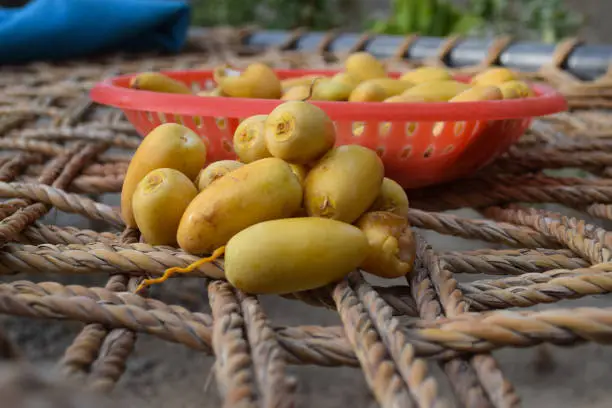 قیمت خرید خرما خارک کارتنی و فروش صادراتی