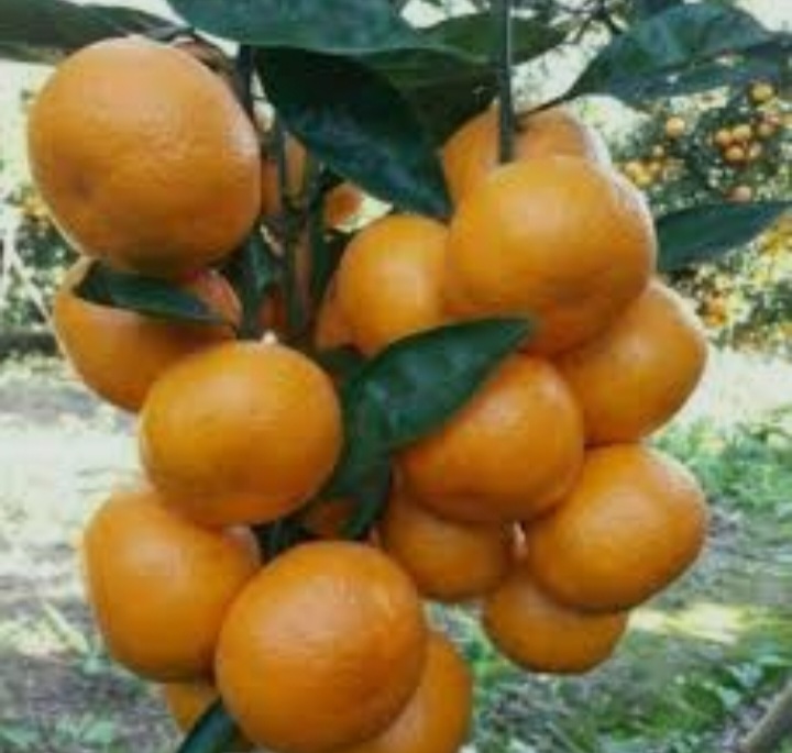 فروش عمده نارنگی محلی اونشو در شمال