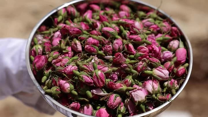 غنچه خوش عطر گل محمدی 2