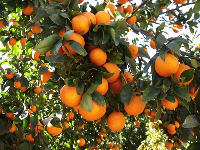 پرتقال تامسون تازه مخصوص آبگیری عالی 5