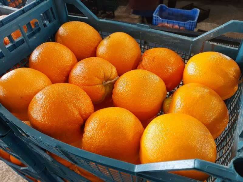 پرتقال تامسون ناول درجه یک صادراتی 3