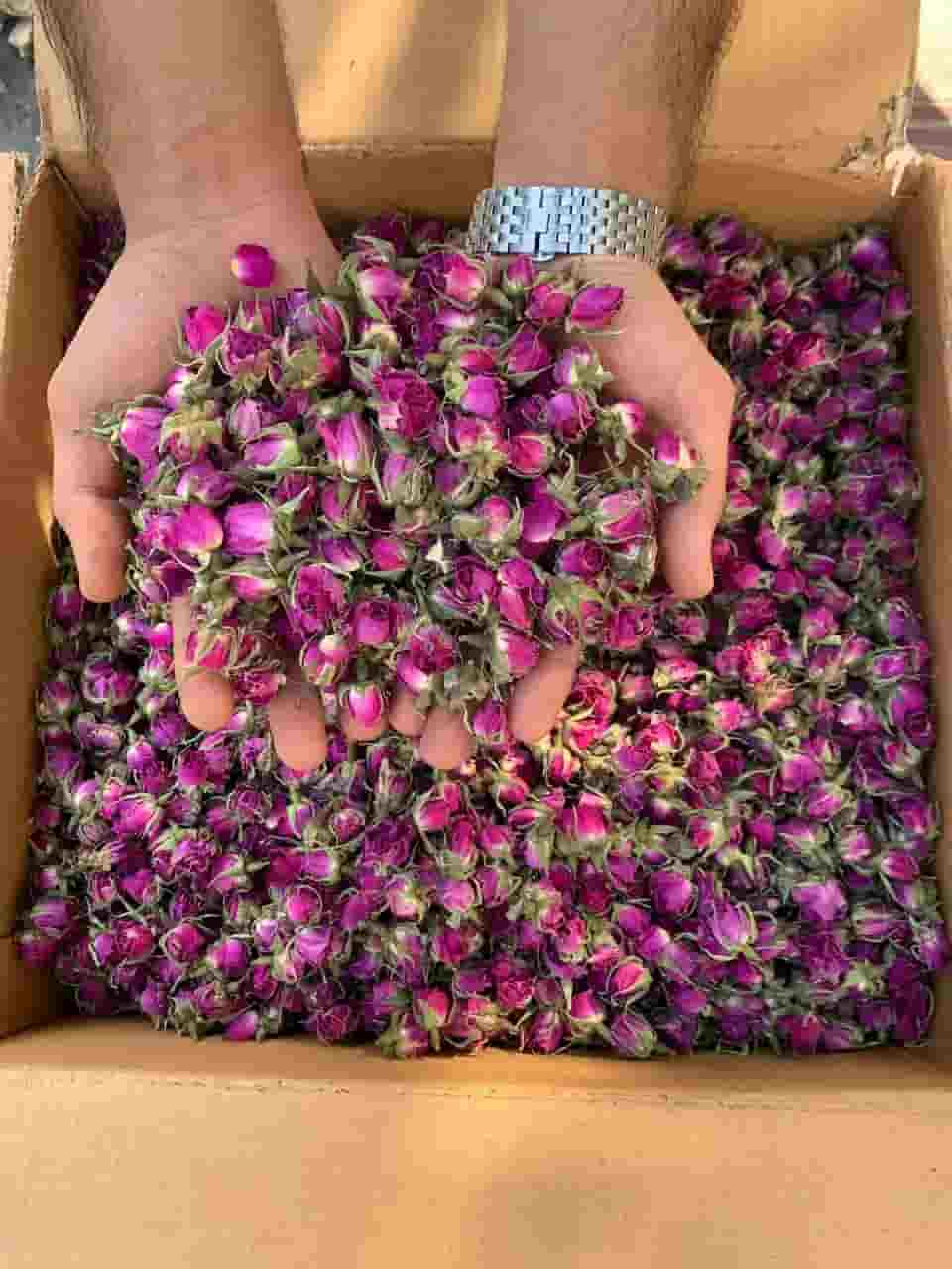 غنچه گل محمدی آرامبخش گیاهی خوشبو 5
