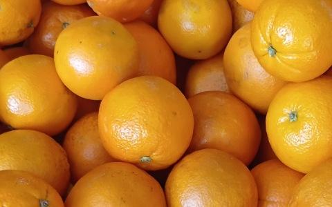 پرتقال نافل با خوشه‌ بندی منظم و آماده بازار 2