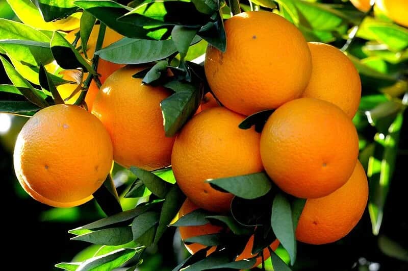 پرتقال نافل با خوشه‌ بندی منظم و آماده بازار 5