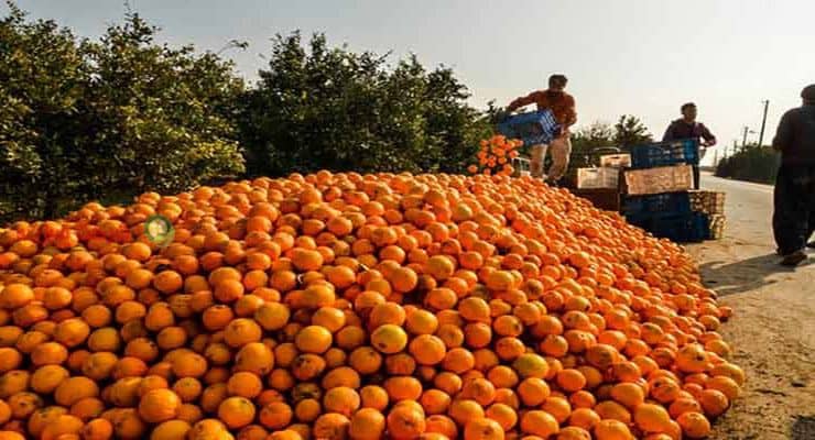 پرتقال کوهستانی با برداشت تازه از باغ‌ های ارتفاعات