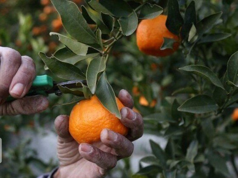 نارنگی رسیده عمده بسته‌ ای کامل از میوه‌ های تازه و رسیده 4