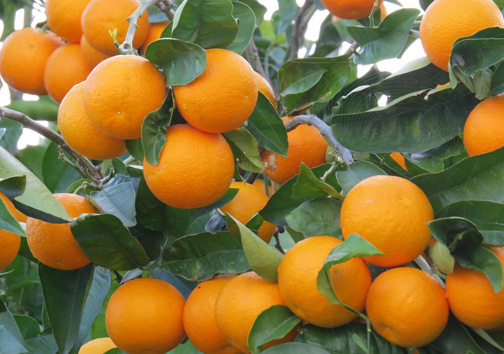 نارنگی رسیده عمده بسته‌ ای کامل از میوه‌ های تازه و رسیده 5