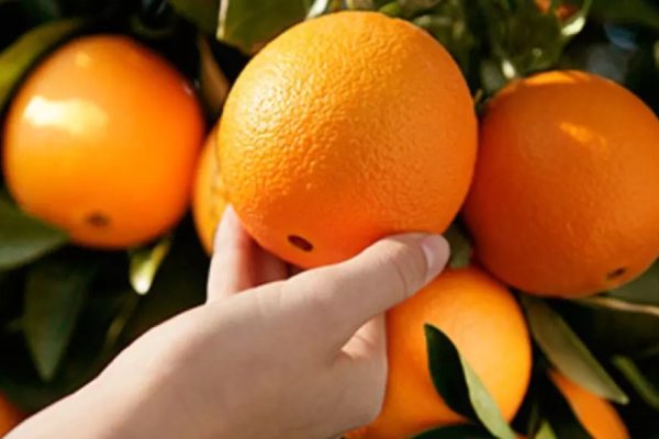 پرتقال واشنگتن با بافت نرم و رنگ جذاب 5