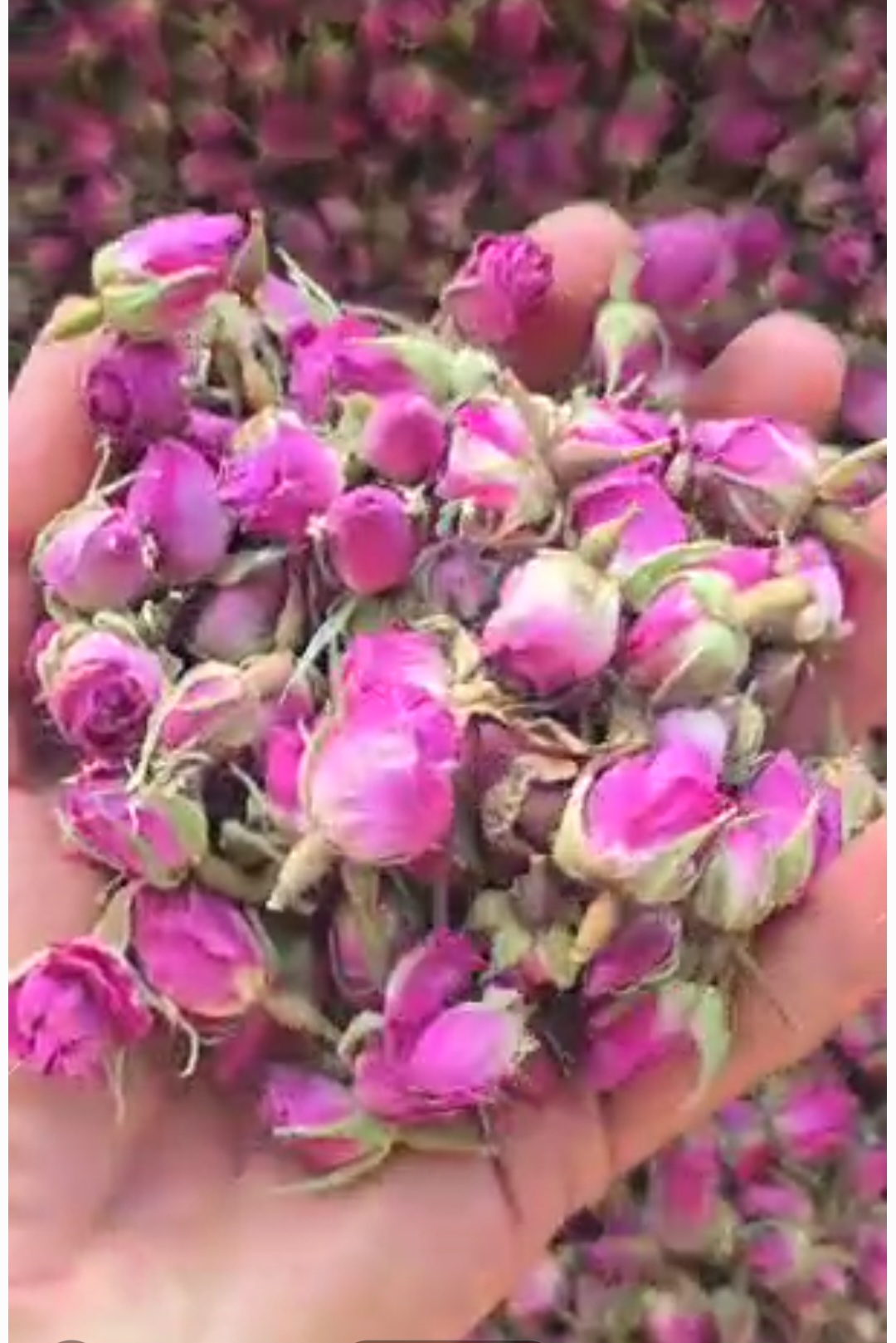 خرید غنچه گل محمدی لاله زاری از کشاورز تا رسد بدست شما