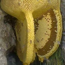 عسل طبیعی کوهستان مناسب مصارف روزانه و درمانی