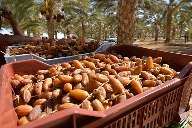 خرما مضافتی درجه یک ویژه مصرف خانگی و پذیرایی ممتاز 3
