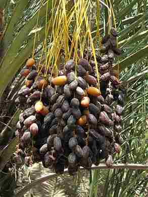 خرما مضافتی درجه یک ویژه مصرف خانگی و پذیرایی ممتاز 4