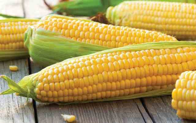 کنسرو ذرت آروم آدا دانه های طلایی خوش رنگ 3