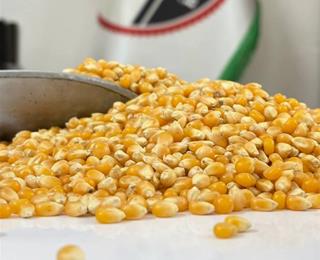 کنسرو ذرت آروم آدا دانه های طلایی خوش رنگ 2