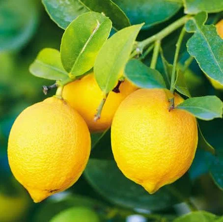 لیمو ترش شیرازی سالم با ماندگاری مناسب و کیفیت ممتاز 5
