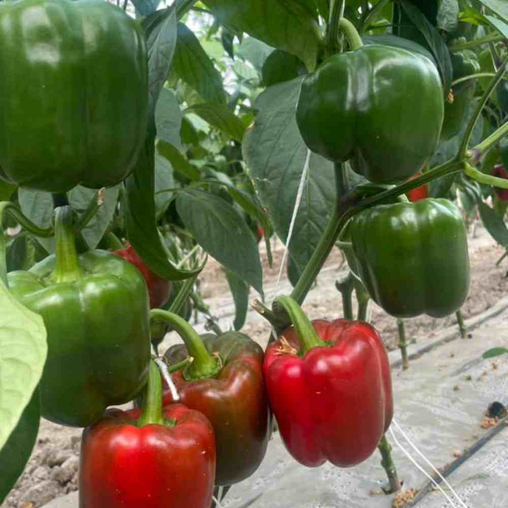 فلفل دلمه گلخانه ای مرغوب مناسب انواع غذا 3