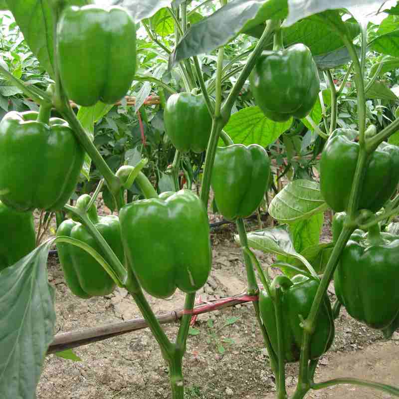 فلفل دلمه سبز مرغوب برای مصارف خانگی و صنعتی 2