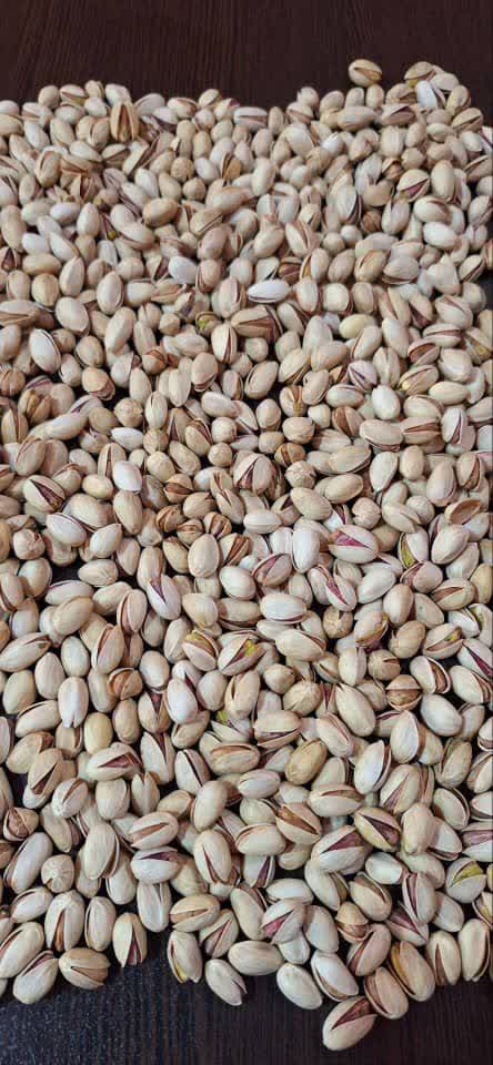 قیمت پسته اکبری صادراتی کرمان