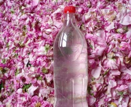 گلاب ناب محمدی با رایحه ماندگار و کیفیت ممتاز