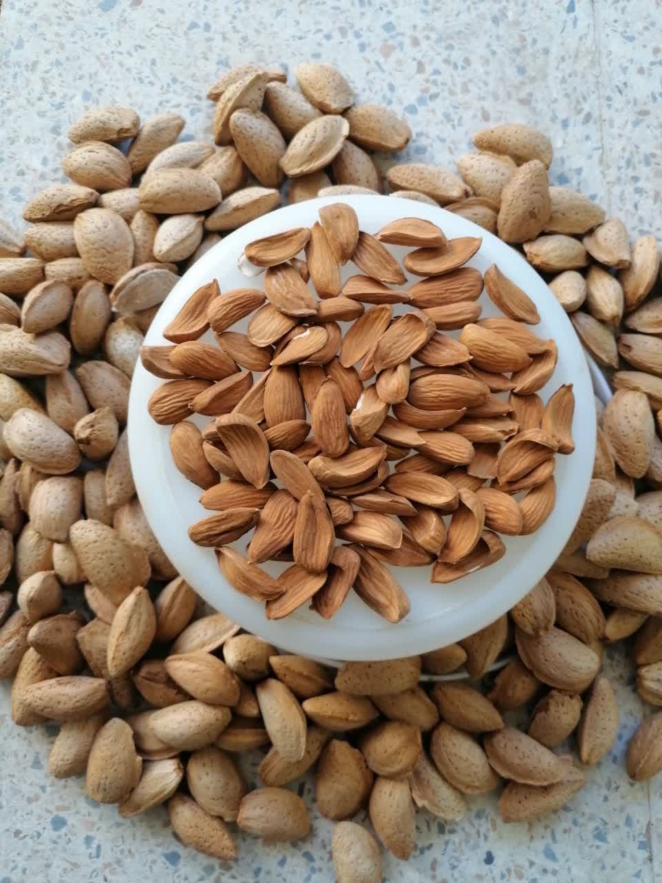 بادام مامایی صادراتی سامان + خرید عمده