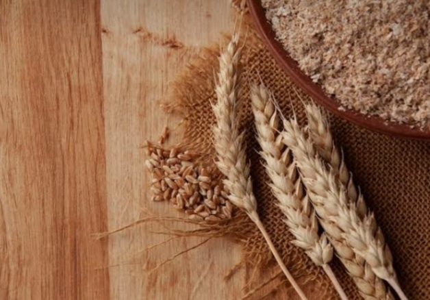 پودر جوانه گندم خالص + عمده صادراتی