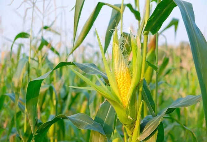 کنسرو ذرت برتر همراه سلامتی در هر وعده 5