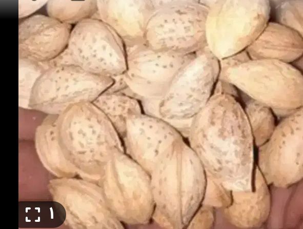 بادام منقا مرغوب خرید به صرفه