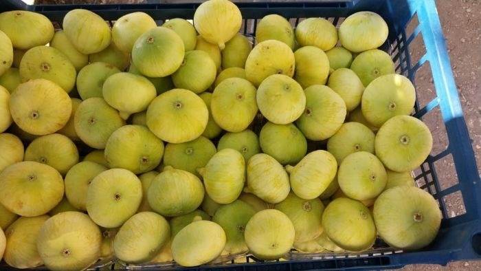 انجیر ترکیه ای با کیفیت ممتاز و دانههای ریز و خوشطعم
