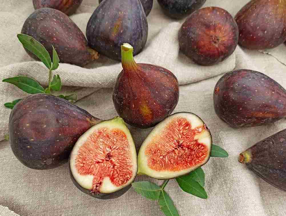 انجیر سیاه استهبان از باغهای معروف و مرغوب فارس