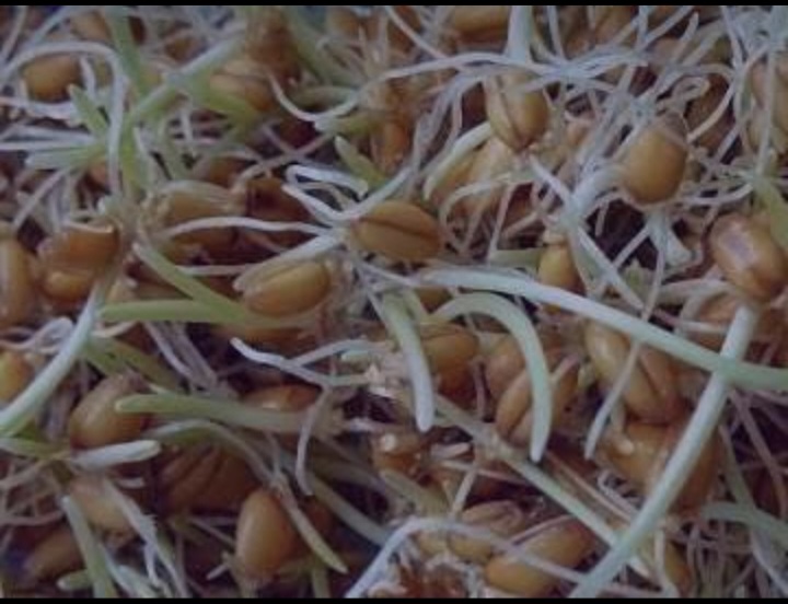 پودر جوانه گندم برای یبوست؛ آیا به رفع یبوست کمک می‌کند؟