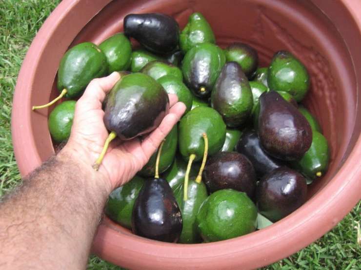 فروش عمده آووکادو مکزیکن