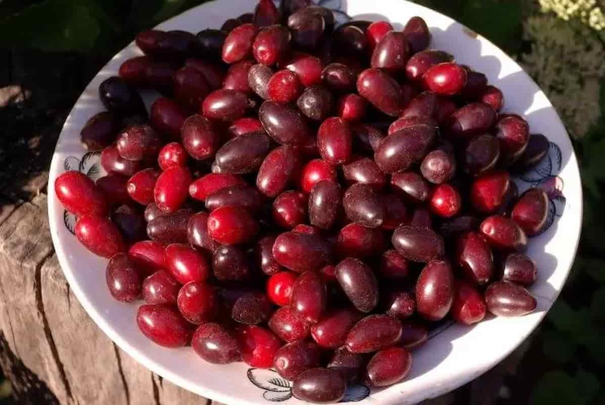 خرما خارک قرمز با طعم ترد و شیرینی ملایم تابستانی