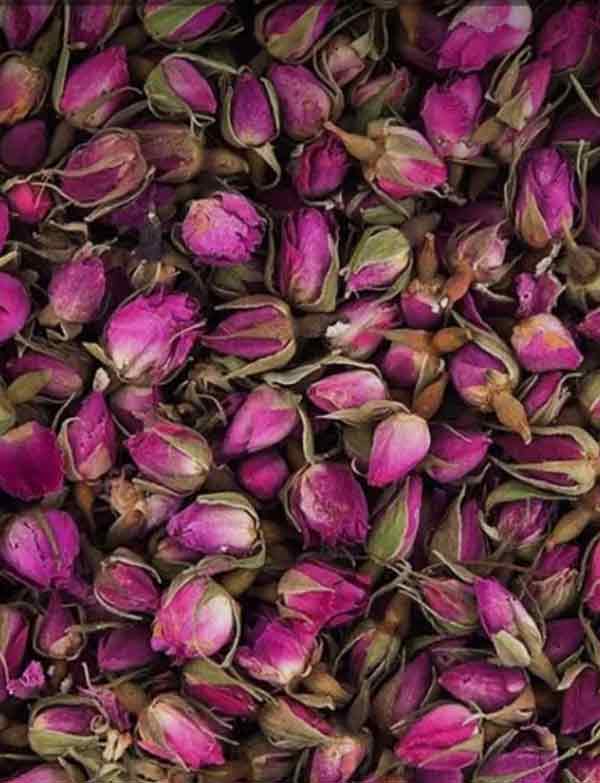 غنچه گل محمدی اعلاء، از مناطق لالهزار و داراب