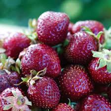 تأمین و فروش عمده کنسانتره توت فرنگی