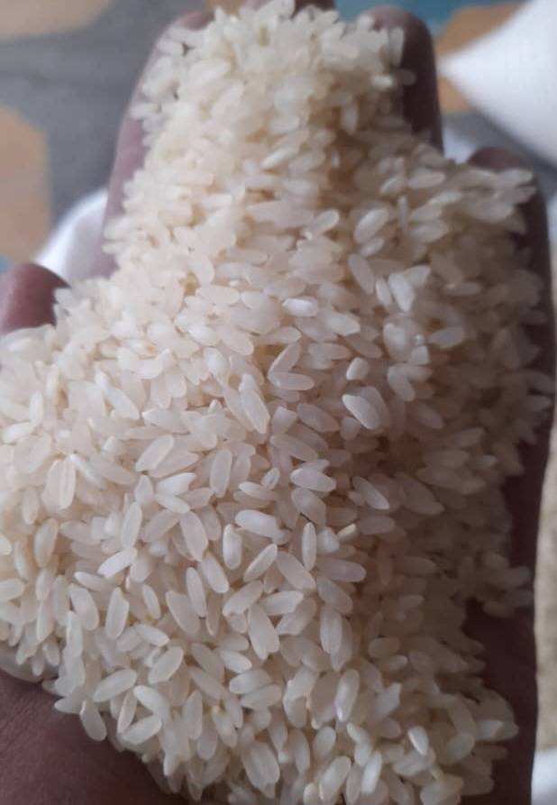 برنج چمپا کامفیروزی، فارس