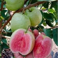 تأمین و فروش عمده کنسانتره گواوا 2