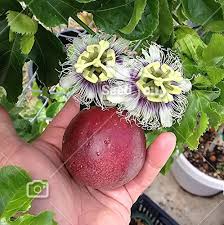 تأمین و فروش عمده کنسانتره میوه گل‌ ساعتی (پشن‌فروت) 4