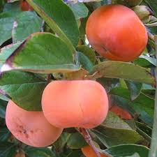 تأمین و فروش عمده کنسانتره خرمالو 5