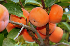 تأمین و فروش عمده کنسانتره خرمالو 4