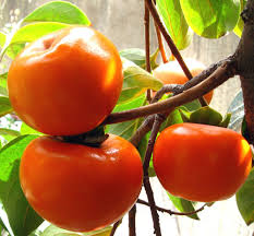 تأمین و فروش عمده کنسانتره خرمالو 3