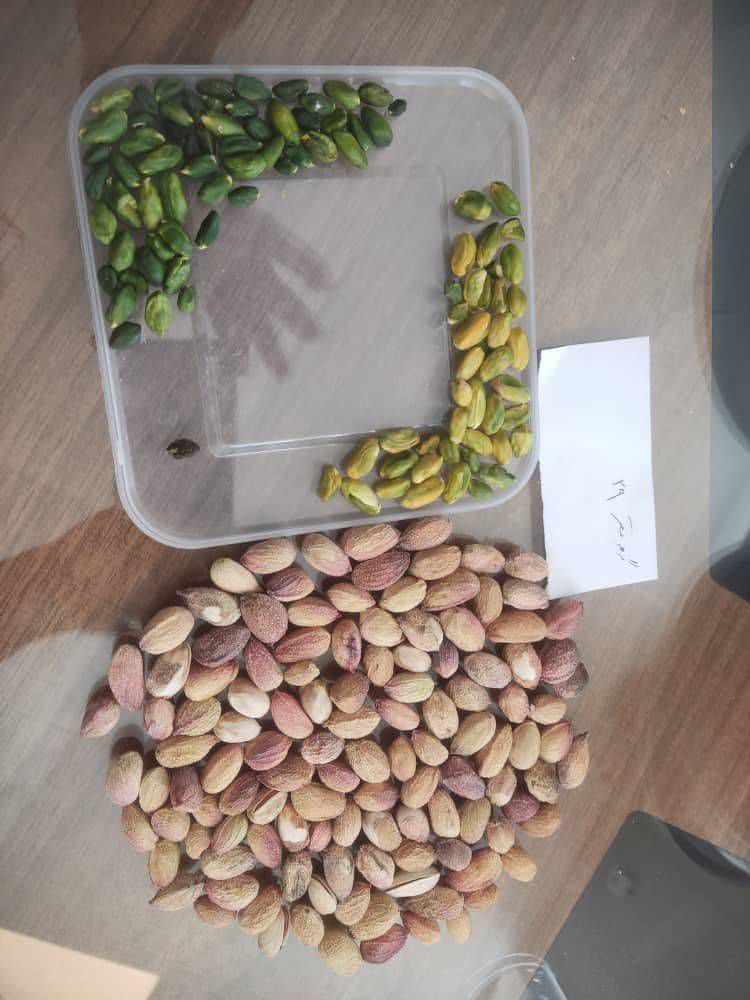فروش مغز گلدار زرند کرمان با شرایط ویژه فروش ویژه 3
