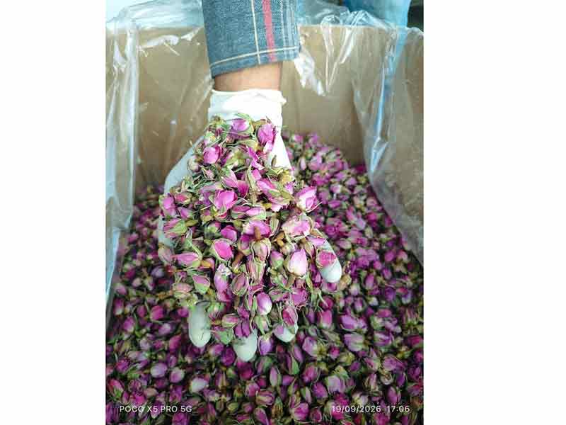 غنچه خشک گل محمدی محمدی دارابی خوش رنگ