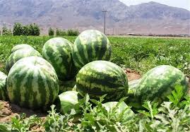 تأمین و فروش عمده کنسانتره هندوانه 4